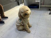 KÖPEĞİMİZE ÇİTFLEŞMEK İÇİN EŞ ARIYORUZ