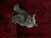 Cüce british shorthair bebek yeni yuvasına gitmeye hazır