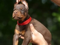 Can dostunuz Doberman kapıda ödeme mevcuttur