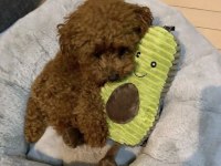 Toy Poodle aile ortamından