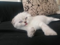 Blue point scottish fold