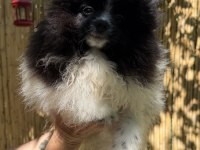 Garantili pomeranian boo erkek