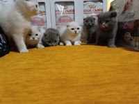Dişi Erkek Scottish Fold Sağlıklı Bebekler