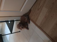 Son Erkek Poodle Yavrum
