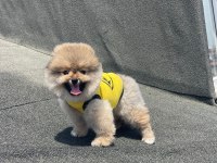 Karbeyaz Pomeranian Boo