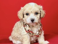 0 NUMARA EN MİNİ BOY MALTİPOO YAVRULAR