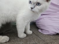 Scottish fold mükemmel yavrumuz