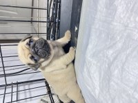 Yavru pug mops