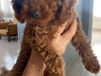 TOY POODLE KÖPEĞİ