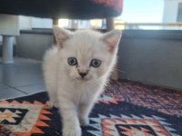 Teslime hazır safkan british bebekler
