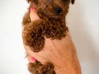 AŞILI PASAPORTLU MİKROÇİPLİ TOY POODLE YAVRULARIMIZ