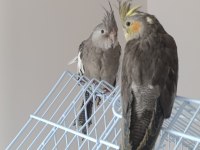 3 Aylık Sultan Papağanları Yeni Yuvalarını Bekliyor