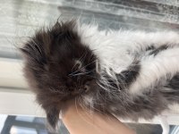 İran (Persian) Kedisi 2 Erkek ve 1 Dişi