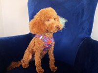 Dişi 6,5 aylık poodle