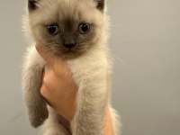 2 aylık yavru british shorthair