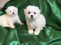 Bichon frise nadir orjinal güzellikleri var