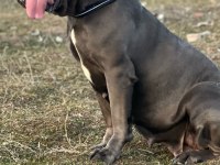 Cane corso yavrularımız ırk garantili