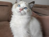 Secereli Ragdoll Yavrulari