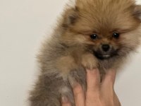 IRK GARANTILI TEA CUP POMERANİAN