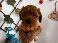 Çok sevimli çok akıllı poodle bebeğim