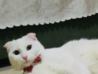 Scottish fold kedimize eş arıyoruz