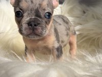 Ev bakımı french bulldog yavrularım