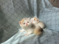 Şampiyon bebekler calico exotic shorthair