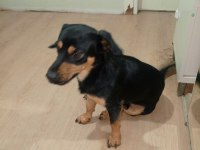 Rottweiler kırma ücretsiz