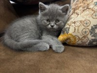 British Shorthair Erkek Yavrularimiz