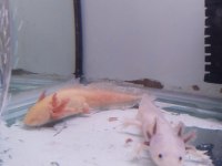 Axolotl 5 6 7 cm