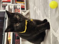 Karabük british shorthair