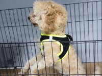 Yavru eğitimleri tam toy poodle