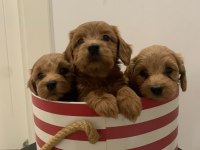 Maltipoo bebekler son 3 dişi