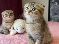 Beyaz ve golden eğik kulaklı tatlı scottish fold yavrularım