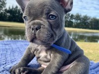 A kalite dişi erkek blue french bulldog yavrularımız