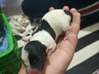 Jack Russell Terrier