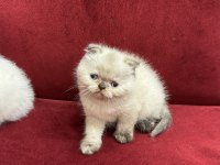 British Shorthair & Scottish Fold Yavrularımız