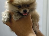 Pomeranian Boo Erkek Ve Dişi Yavrularımız