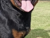 Yavru Rottweiler