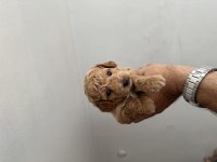 POODLE ERKEK YAVRUMUZ