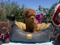 DİŞİ 3 AŞILI WC EĞİTİMLİ POODLE