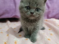 2 aylık dişi british shorthair