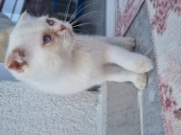 Scottish fold beyaz mavi