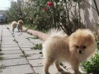 Pomeranian boo Adana Mersin kaliteli yavrular