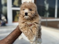 Ankarada ziyarete açık maltipoo yavrularımız