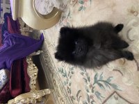 Molly pomeranian köpeği