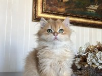 Erkek 4 aylık golden zümrüt yeşili gözlü kedimiz