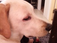 Labrador köpeğimiz