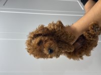 ORJİNAL RED BROWN TOY POODLE YAVRUMUZ MEVCUTTUR