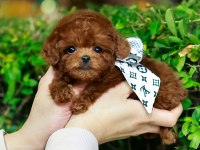 Safkan Toy Poodle Bebeklerimiz